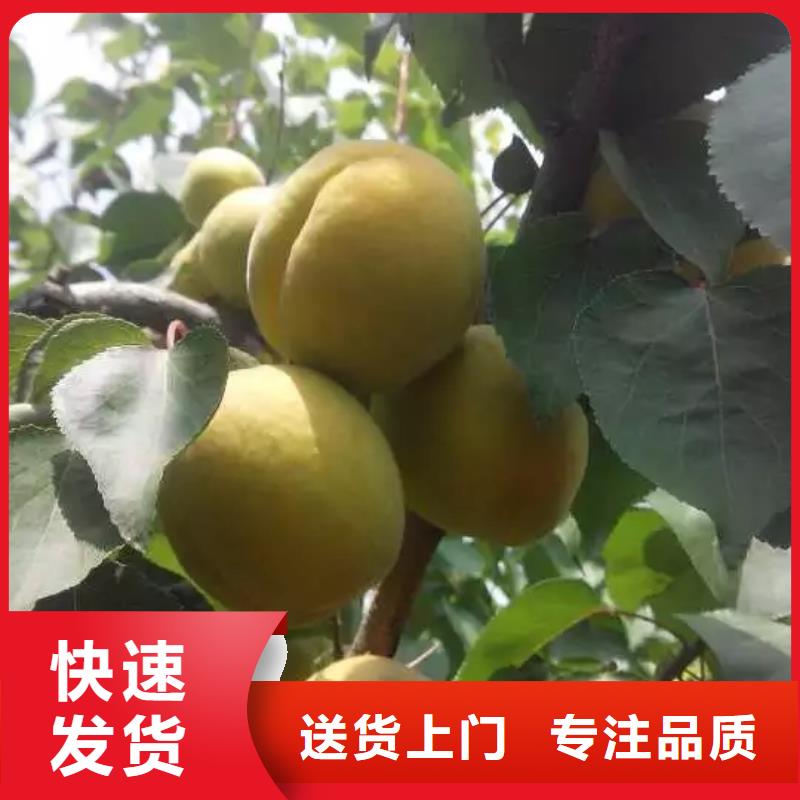 轩园:客户信赖的厂家 杏-【樱桃苗】好品质选我们_视频介绍