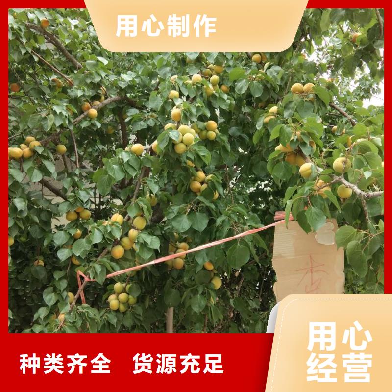 板栗苗视频-板栗苗|河南省开封市|龙亭|禹王台|驻马店|鹤壁|焦作|郑州|平顶山