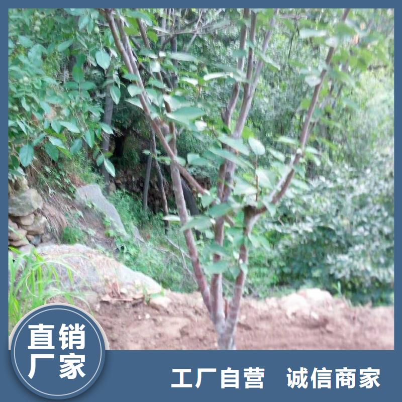 杏北美冬青批发供应