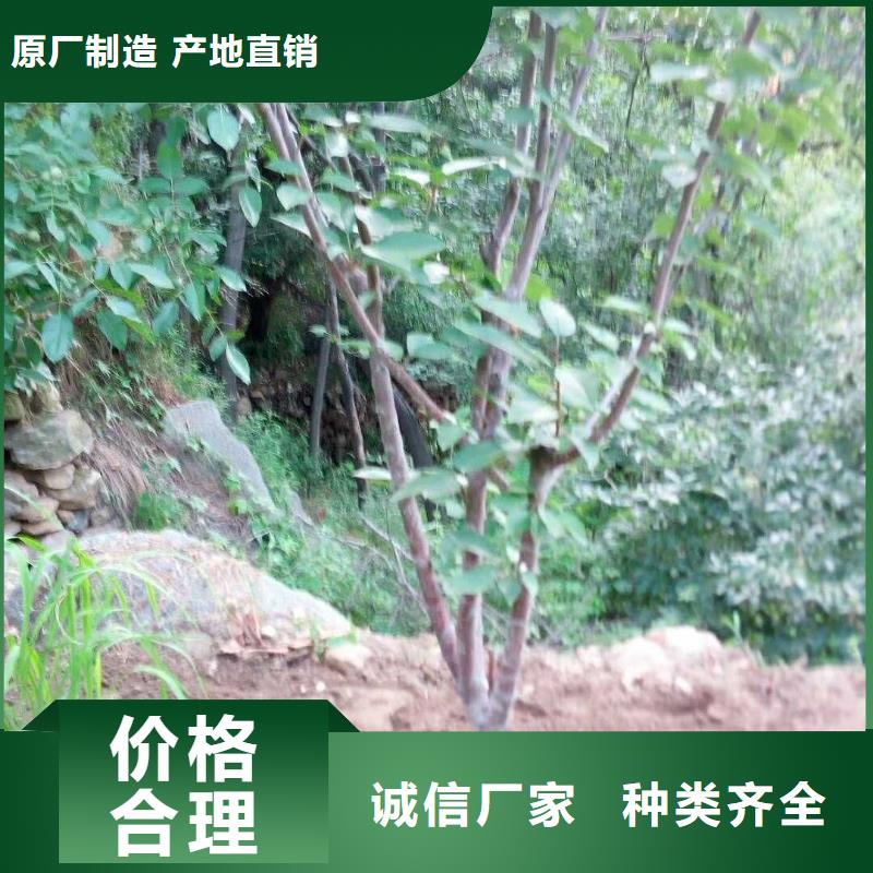 板栗苗视频-广东省茂名市轩园板栗苗可服务区域化州|信宜|肇庆|湛江|佛山|潮州|惠州|云浮|阳江等