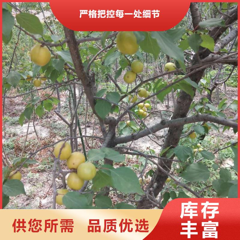 板栗苗视频-板栗苗|河南省开封市|龙亭|禹王台|驻马店|鹤壁|焦作|郑州|平顶山