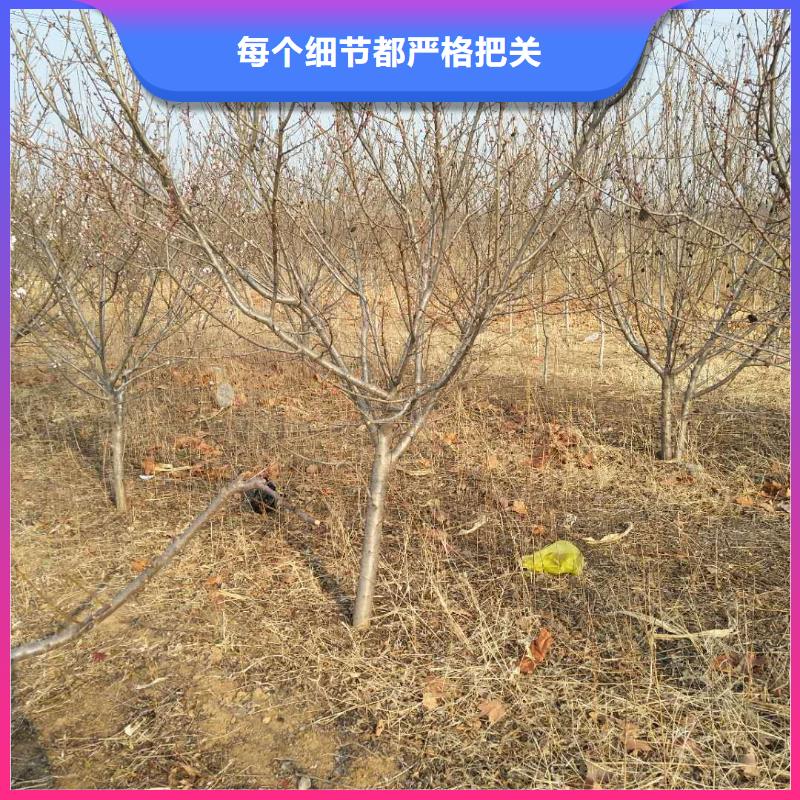 板栗苗视频-板栗苗|河南省开封市|龙亭|禹王台|驻马店|鹤壁|焦作|郑州|平顶山