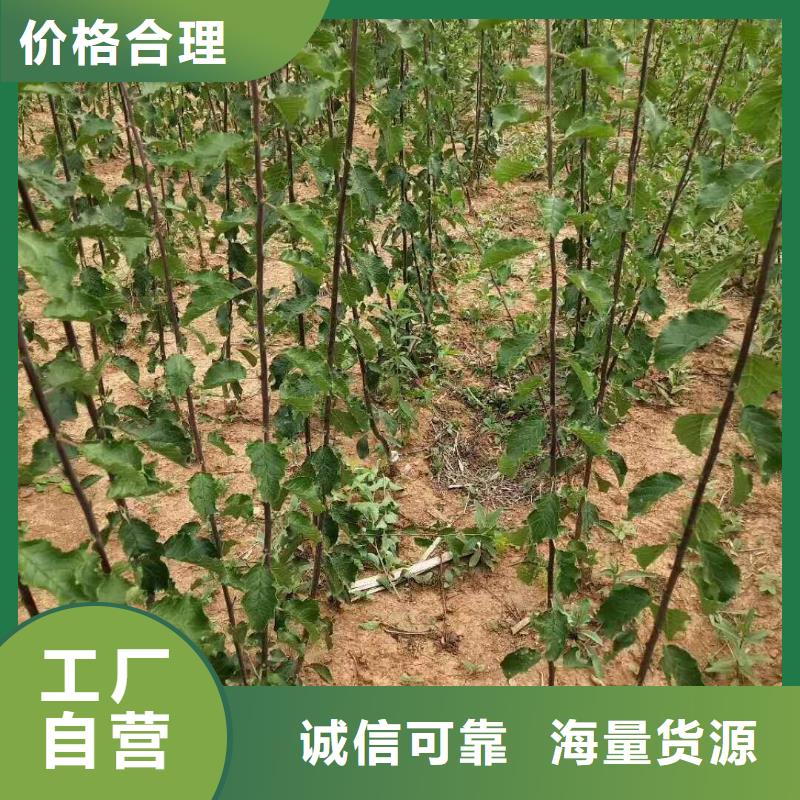 板栗苗视频-广东省茂名市轩园板栗苗可服务区域化州|信宜|肇庆|湛江|佛山|潮州|惠州|云浮|阳江等