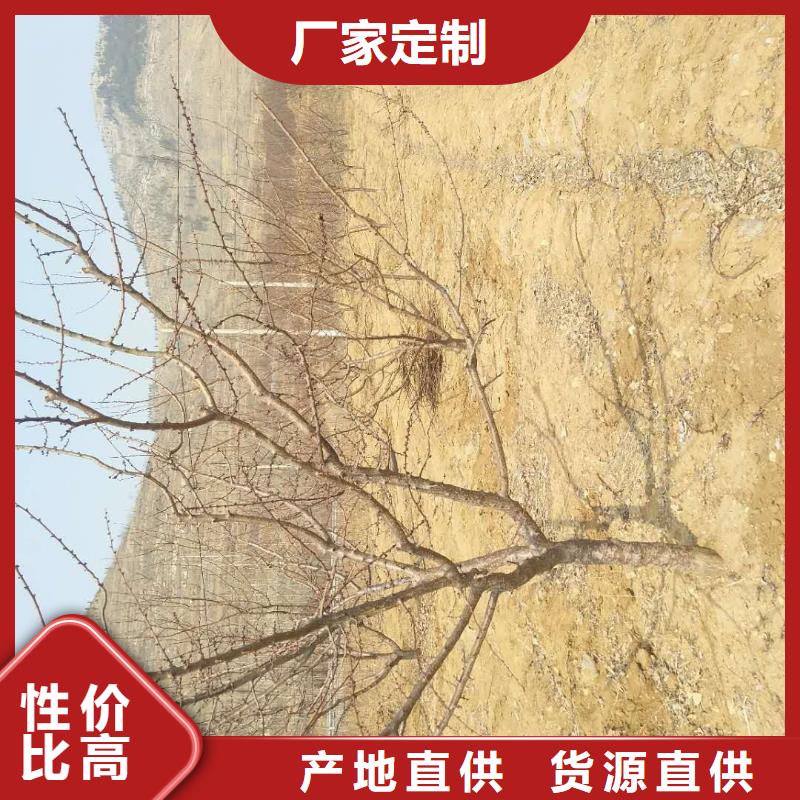 板栗苗视频-广东省茂名市轩园板栗苗可服务区域化州|信宜|肇庆|湛江|佛山|潮州|惠州|云浮|阳江等