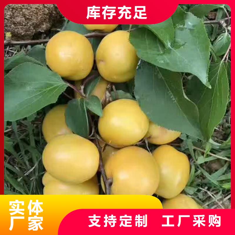 板栗苗视频-广东省茂名市轩园板栗苗可服务区域化州|信宜|肇庆|湛江|佛山|潮州|惠州|云浮|阳江等