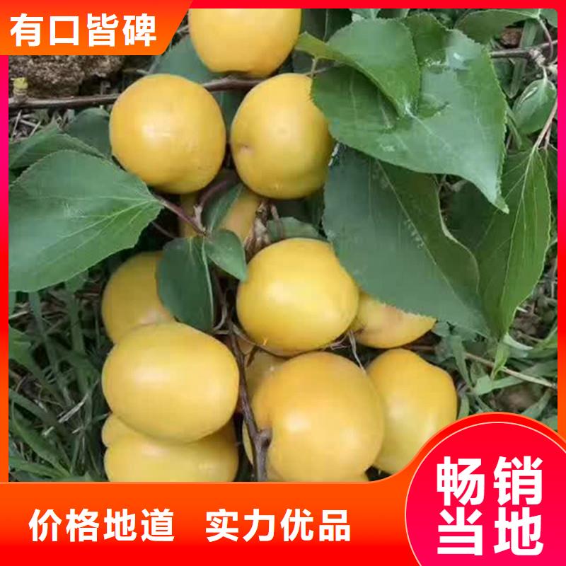板栗苗-视频-板栗苗(轩园)覆盖地域西藏山南市乃东|隆子|拉萨|林芝|昌都|阿里|日喀则|那曲