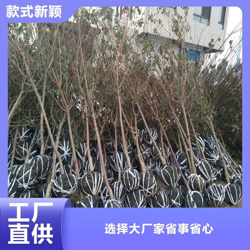 杏北美冬青批发供应