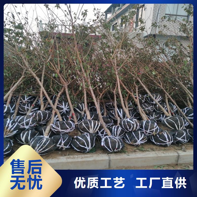 板栗苗视频-广东省茂名市轩园板栗苗可服务区域化州|信宜|肇庆|湛江|佛山|潮州|惠州|云浮|阳江等