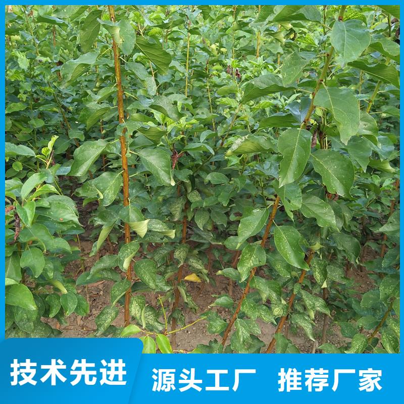 板栗苗视频-广东省茂名市轩园板栗苗可服务区域化州|信宜|肇庆|湛江|佛山|潮州|惠州|云浮|阳江等