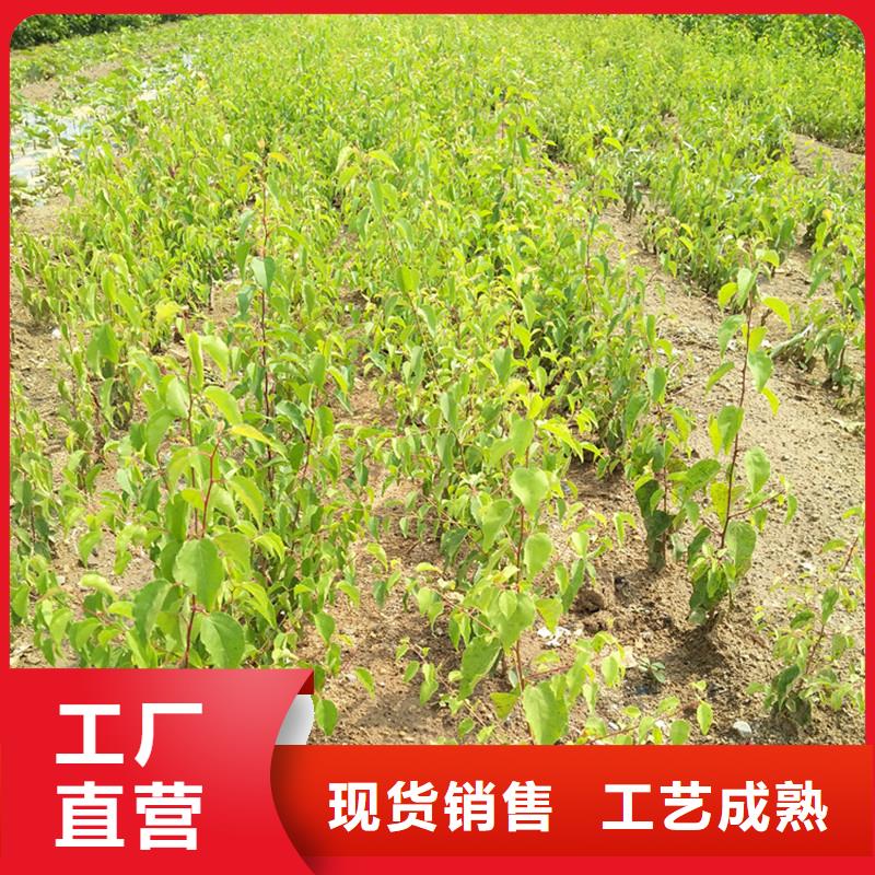 杏苹果苗精致工艺