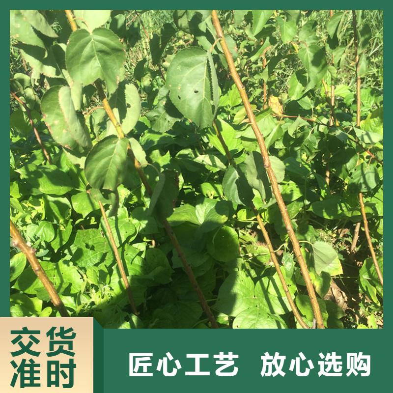 板栗苗视频-板栗苗|河南省开封市|龙亭|禹王台|驻马店|鹤壁|焦作|郑州|平顶山