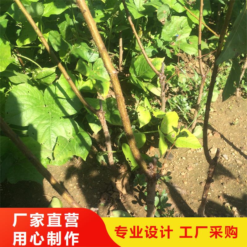 板栗苗视频-广东省茂名市轩园板栗苗可服务区域化州|信宜|肇庆|湛江|佛山|潮州|惠州|云浮|阳江等
