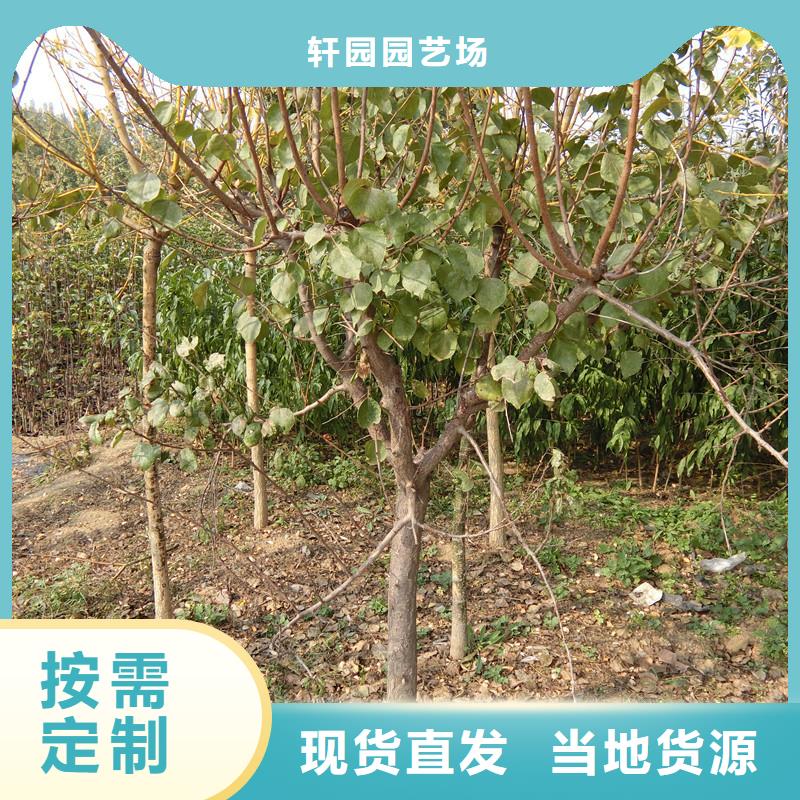 板栗苗视频-广东省茂名市轩园板栗苗可服务区域化州|信宜|肇庆|湛江|佛山|潮州|惠州|云浮|阳江等