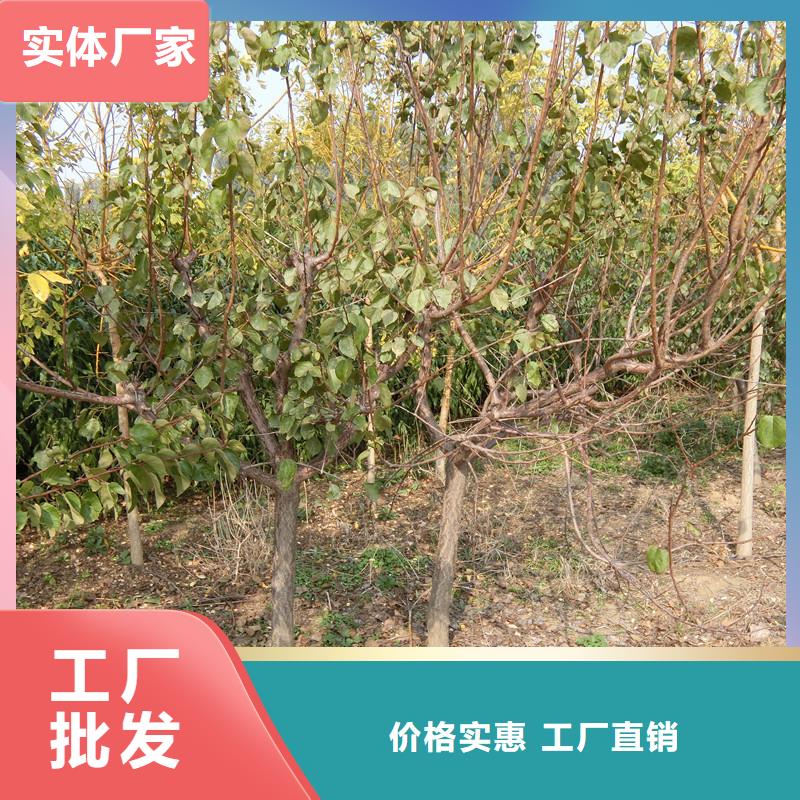 板栗苗视频-板栗苗|河南省开封市|龙亭|禹王台|驻马店|鹤壁|焦作|郑州|平顶山