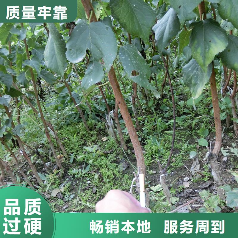 杏樱桃苗源头工厂
