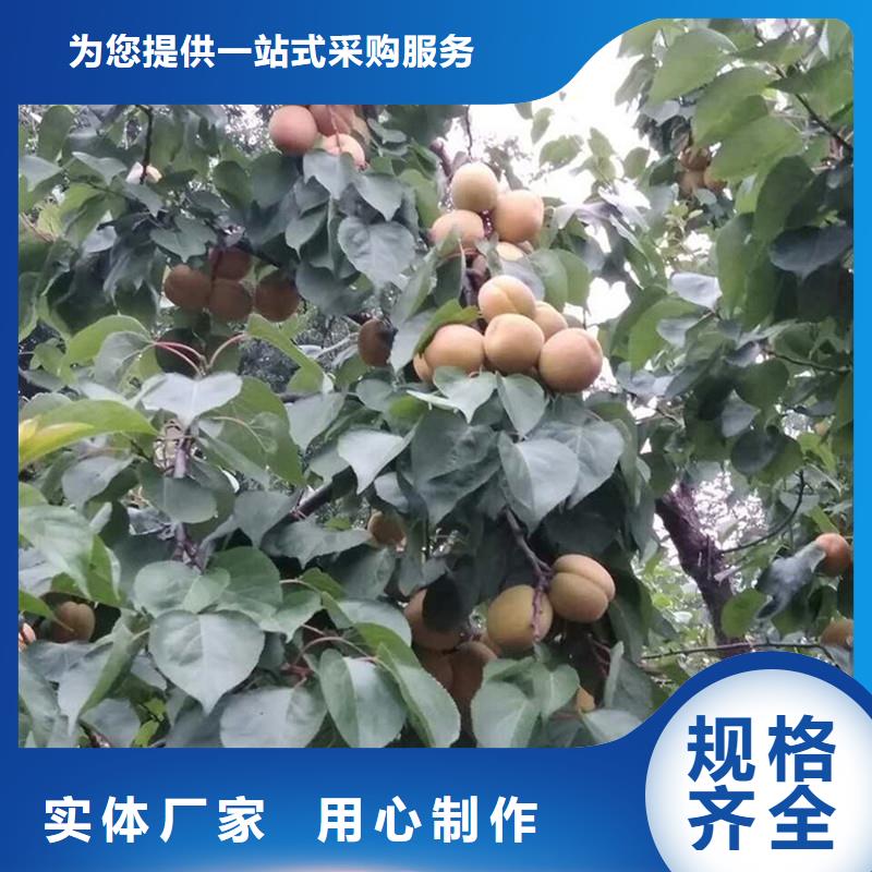 板栗苗-视频-板栗苗(轩园)覆盖地域西藏山南市乃东|隆子|拉萨|林芝|昌都|阿里|日喀则|那曲