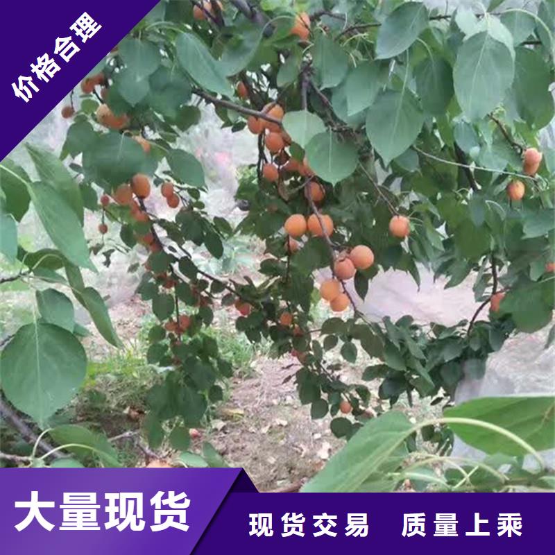 板栗苗视频-广东省茂名市轩园板栗苗可服务区域化州|信宜|肇庆|湛江|佛山|潮州|惠州|云浮|阳江等