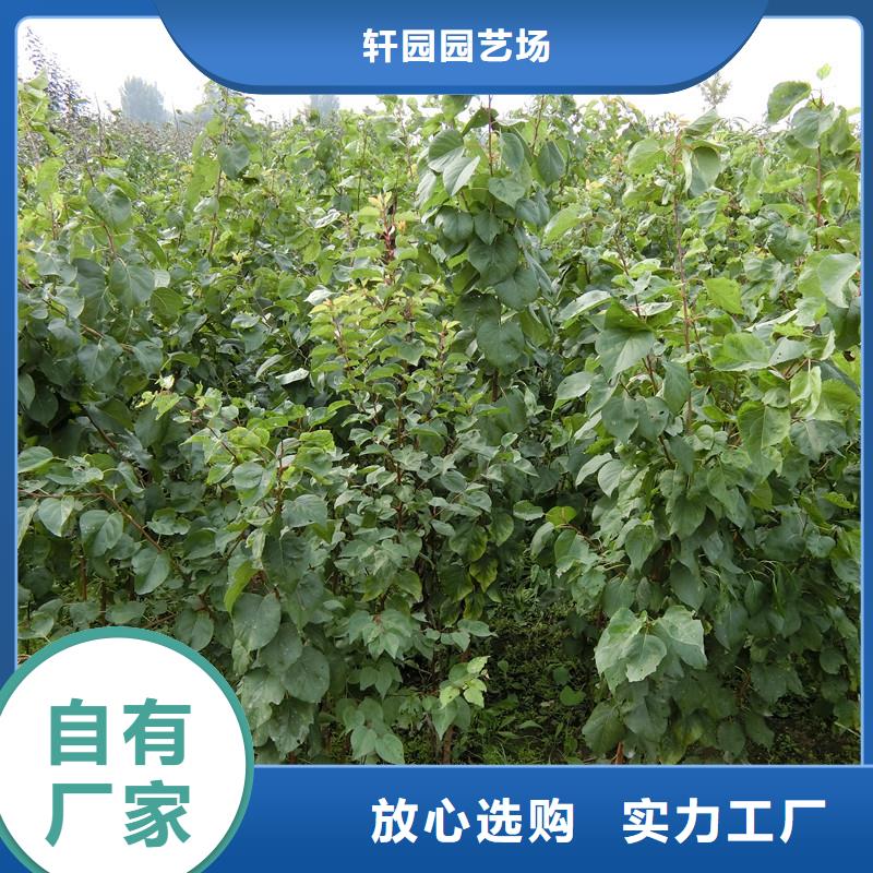 杏北美冬青批发供应