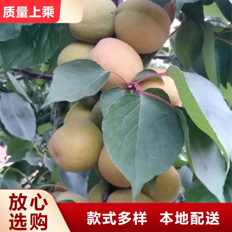 板栗苗视频-板栗苗|河南省开封市|龙亭|禹王台|驻马店|鹤壁|焦作|郑州|平顶山