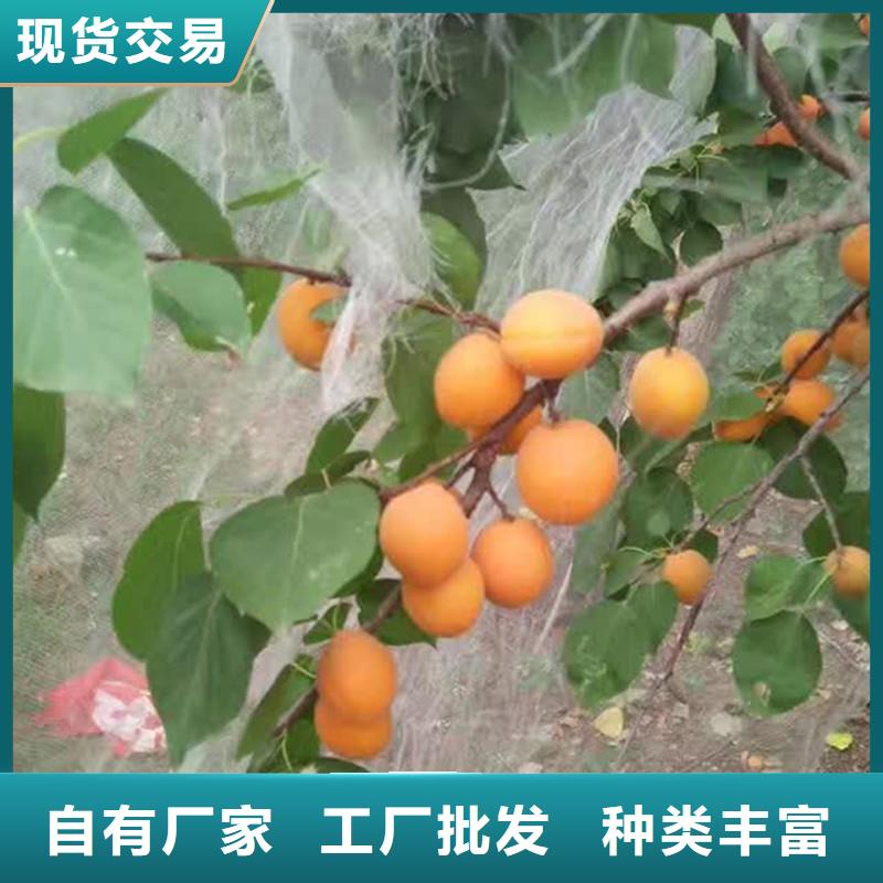 板栗苗视频-广东省茂名市轩园板栗苗可服务区域化州|信宜|肇庆|湛江|佛山|潮州|惠州|云浮|阳江等