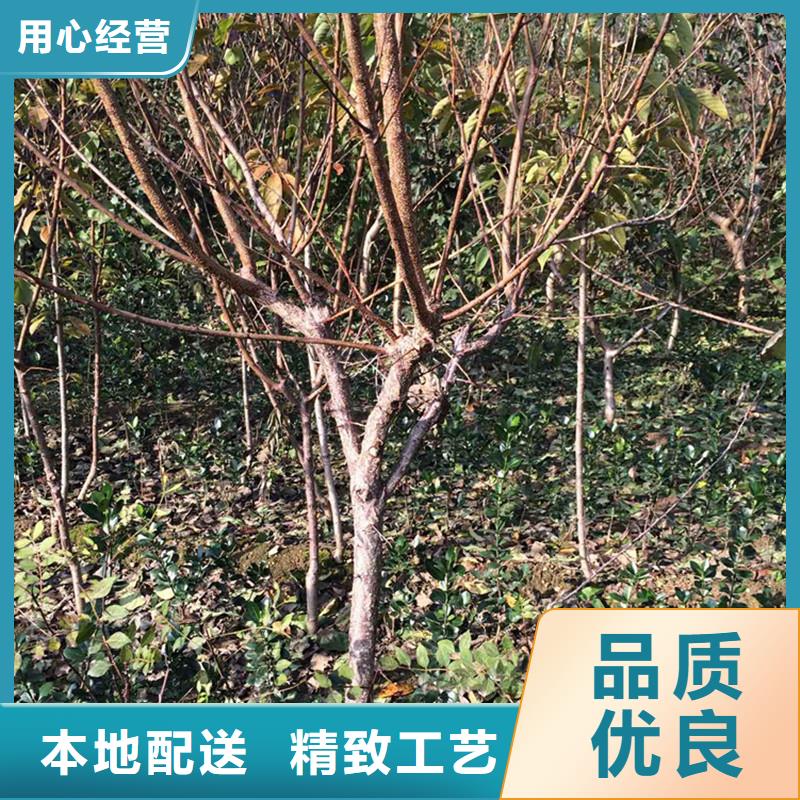 板栗苗-视频-板栗苗(轩园)覆盖地域西藏山南市乃东|隆子|拉萨|林芝|昌都|阿里|日喀则|那曲