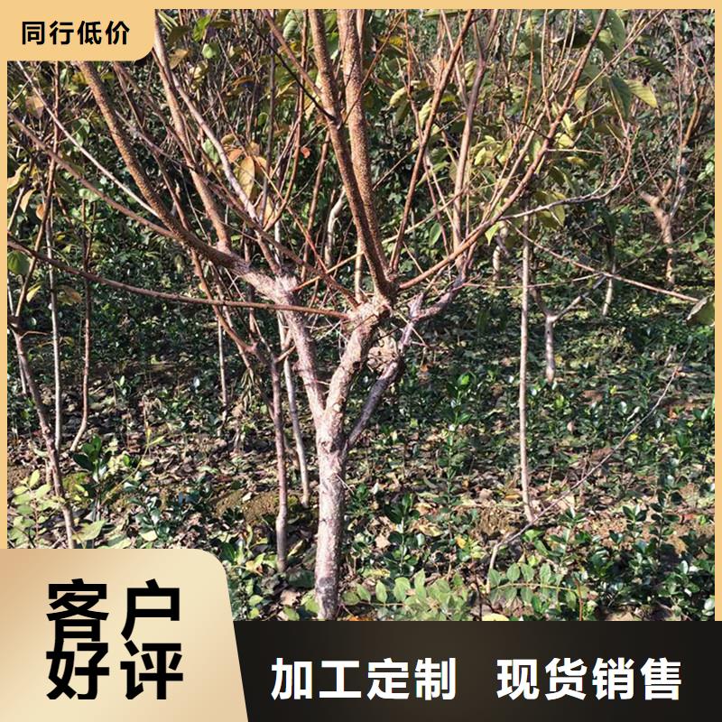 杏【苹果苗】买的放心