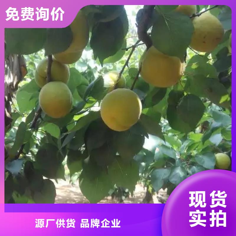 杏【苹果苗】买的放心