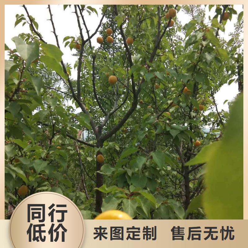 杏北美冬青批发供应