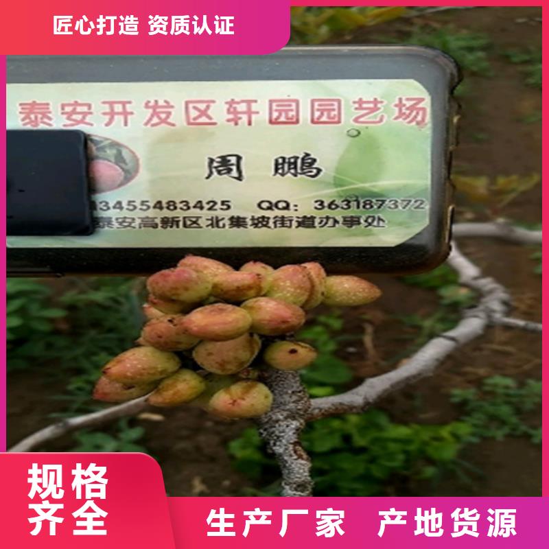 开心果_石榴树定制批发