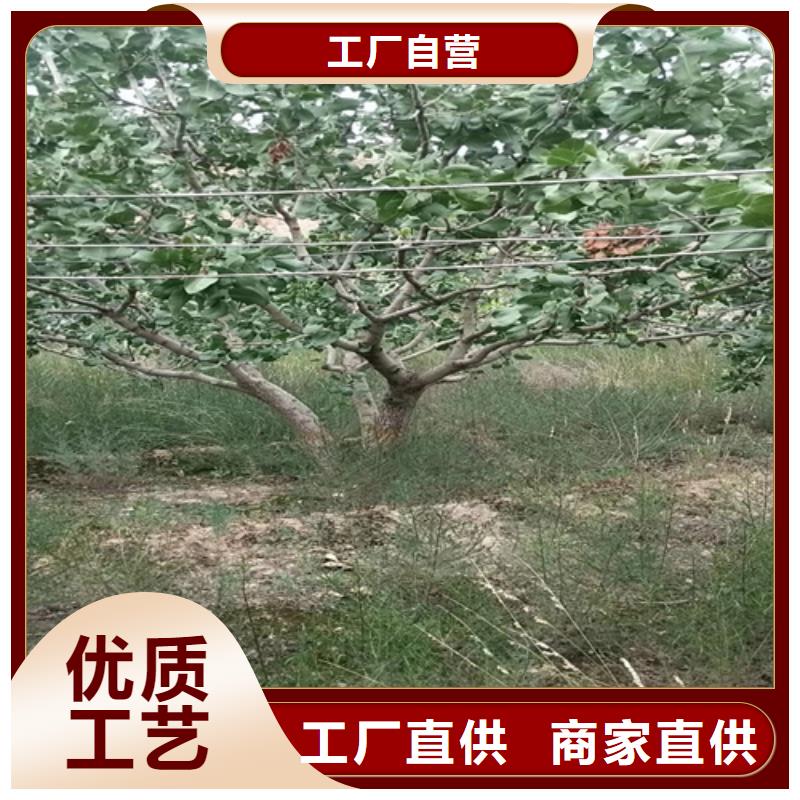 开心果玛瑙红石榴苗供应商
