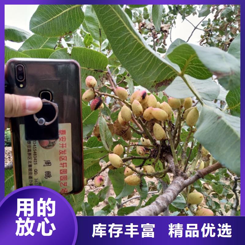 工厂直供【开心果】_石榴树源头采购本地咨询