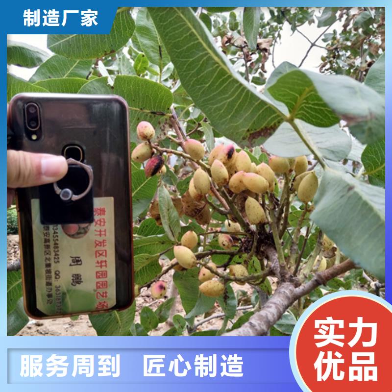开心果北美冬青厂家精选