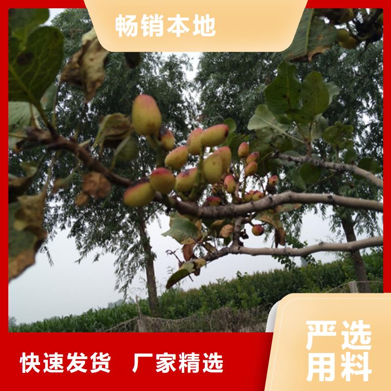 开心果北美冬青厂家精选