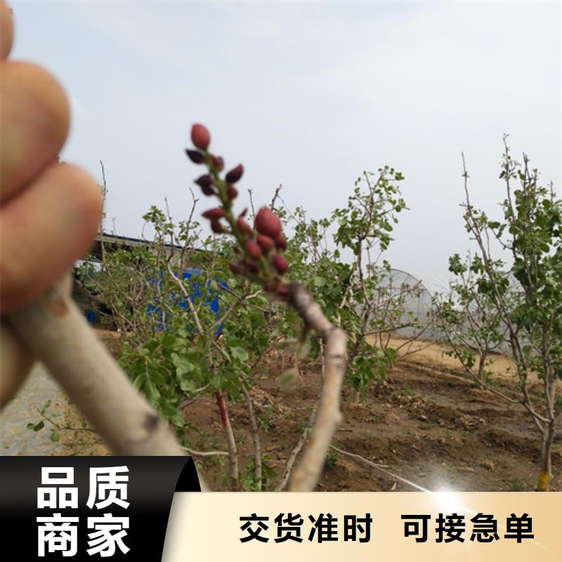 开心果石榴树一周内发货