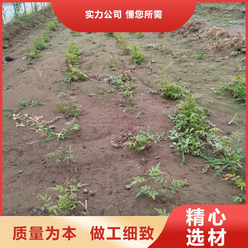 工厂直供【开心果】_石榴树源头采购本地咨询