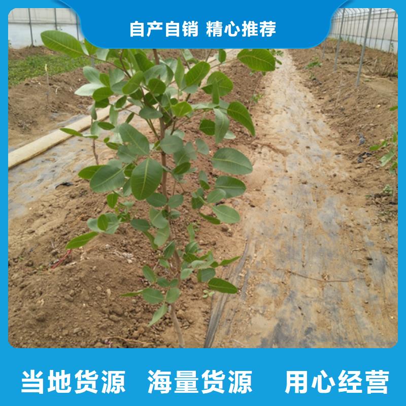 板栗苗视频-西藏日喀则市轩园板栗苗可服务区域吉隆|仲巴|拉萨|山南|昌都|林芝等