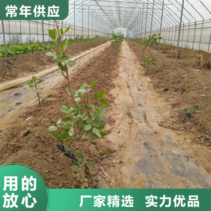 板栗苗视频-板栗苗(轩园)覆盖地域吉林省辽源市东辽|东丰|长春|通化|四平|吉林|延边