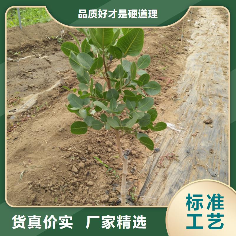 板栗苗视频-西藏日喀则市轩园板栗苗可服务区域吉隆|仲巴|拉萨|山南|昌都|林芝等
