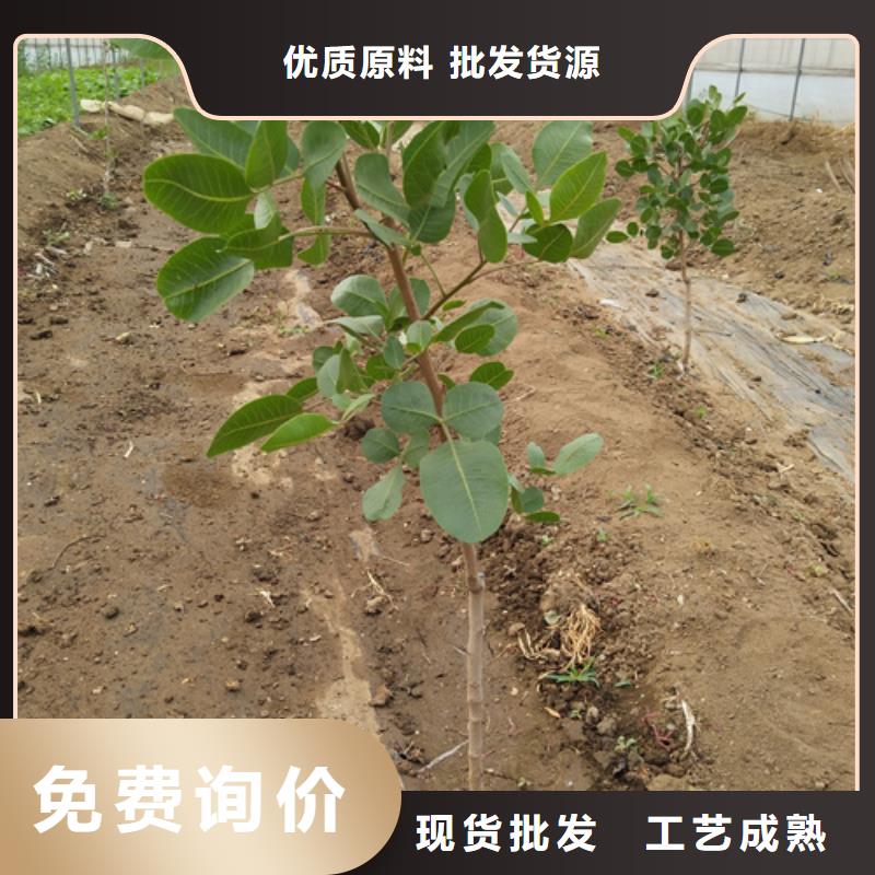 板栗苗视频-板栗苗(轩园)覆盖地域吉林省辽源市东辽|东丰|长春|通化|四平|吉林|延边