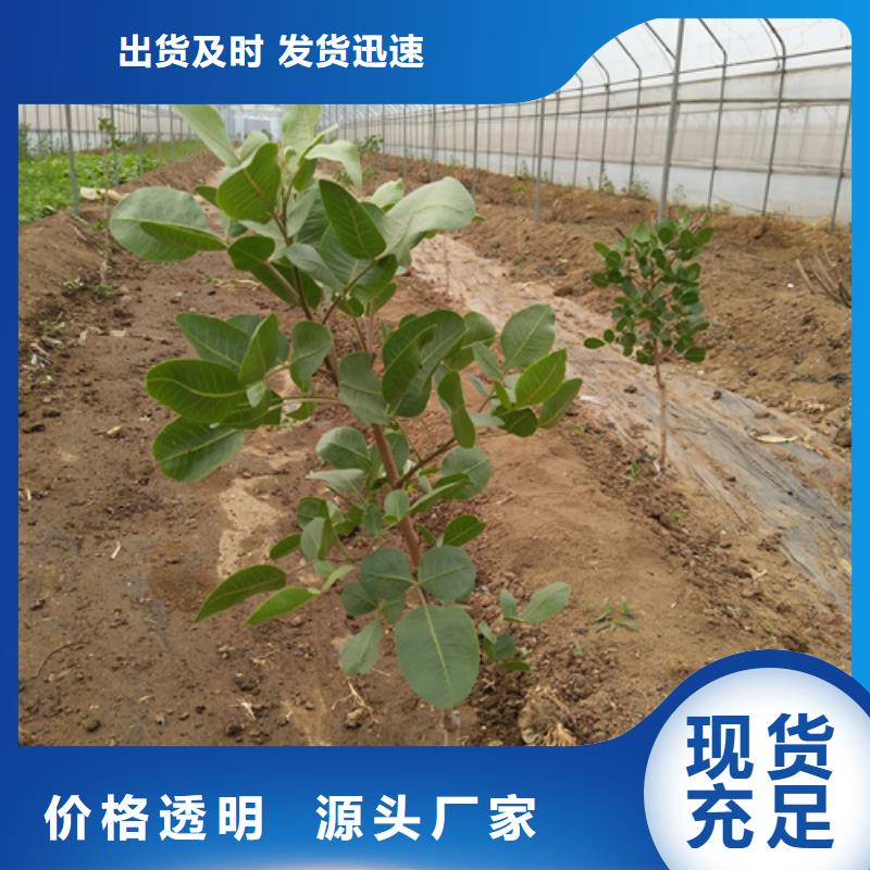 板栗苗视频-板栗苗(轩园)覆盖地域吉林省辽源市东辽|东丰|长春|通化|四平|吉林|延边