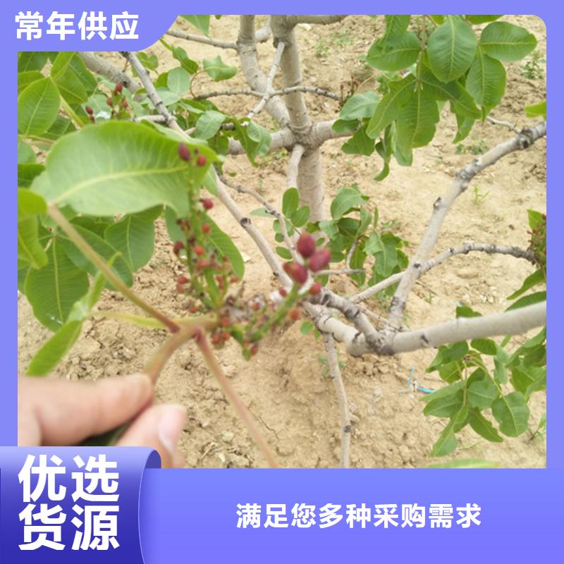 板栗苗视频-板栗苗(轩园)覆盖地域吉林省辽源市东辽|东丰|长春|通化|四平|吉林|延边