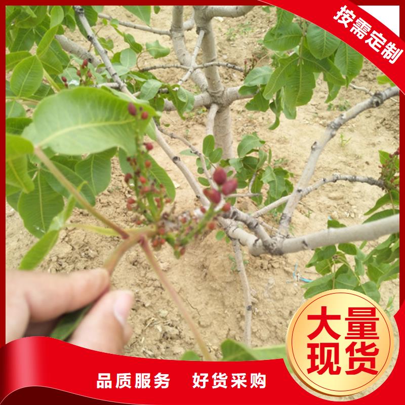 板栗苗视频-西藏日喀则市轩园板栗苗可服务区域吉隆|仲巴|拉萨|山南|昌都|林芝等