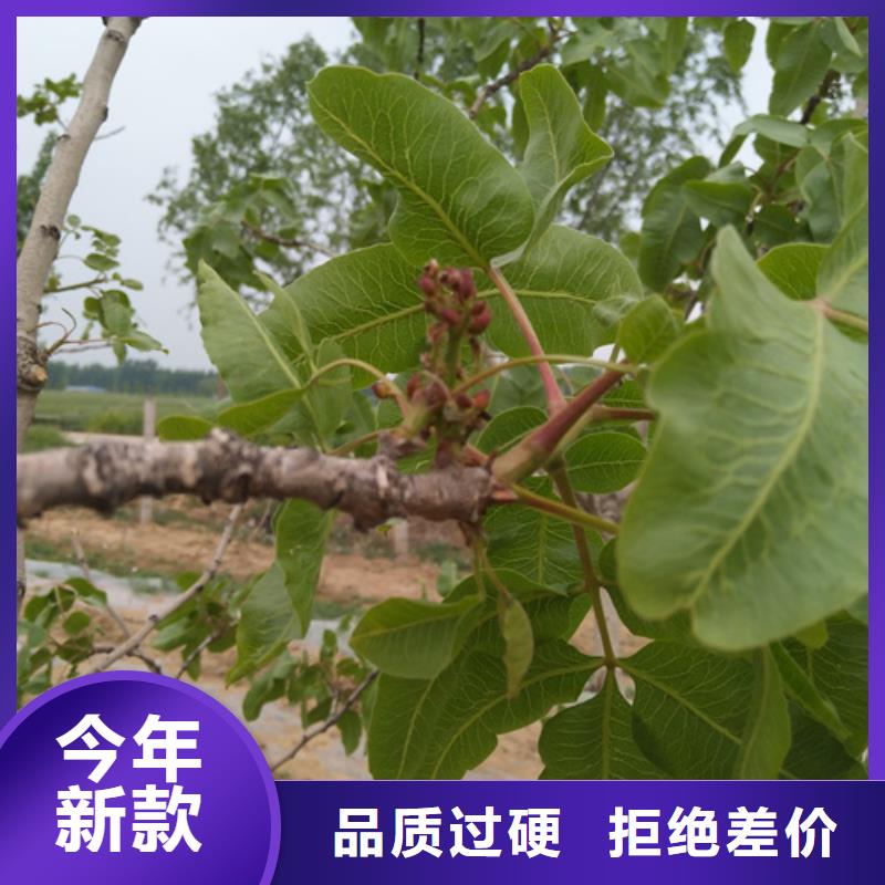 板栗苗视频-板栗苗(轩园)覆盖地域吉林省辽源市东辽|东丰|长春|通化|四平|吉林|延边