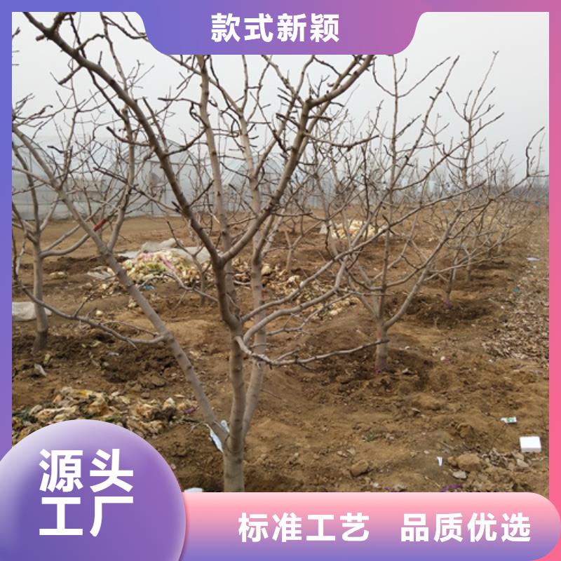 板栗苗视频-西藏日喀则市轩园板栗苗可服务区域吉隆|仲巴|拉萨|山南|昌都|林芝等