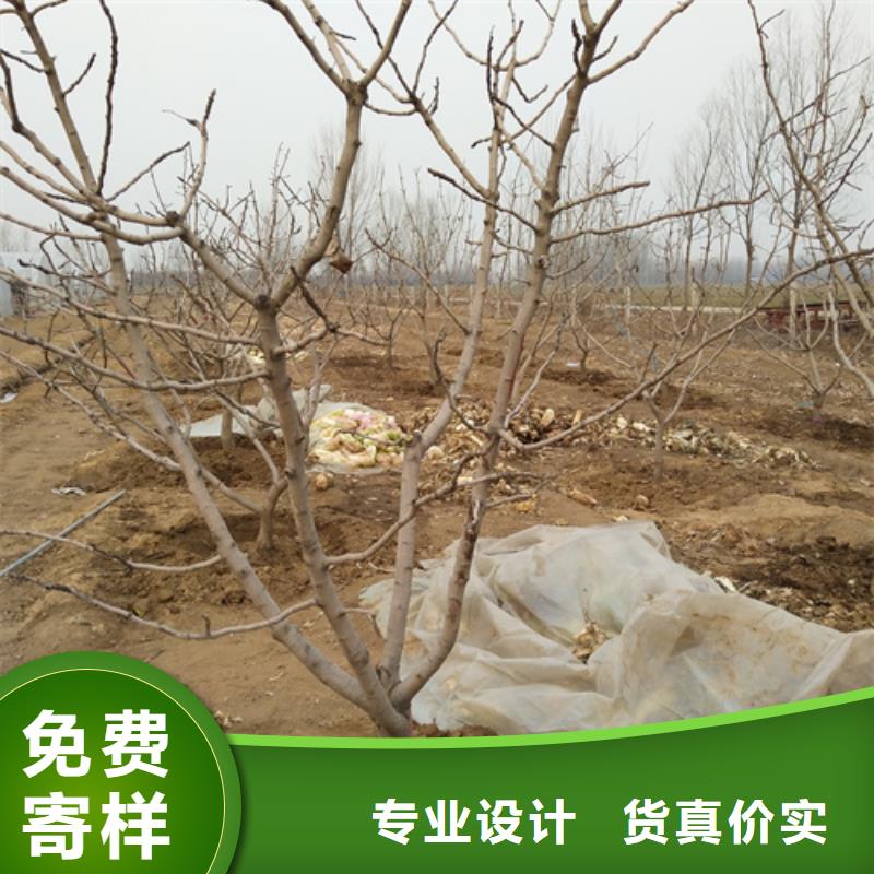 板栗苗视频-西藏日喀则市轩园板栗苗可服务区域吉隆|仲巴|拉萨|山南|昌都|林芝等