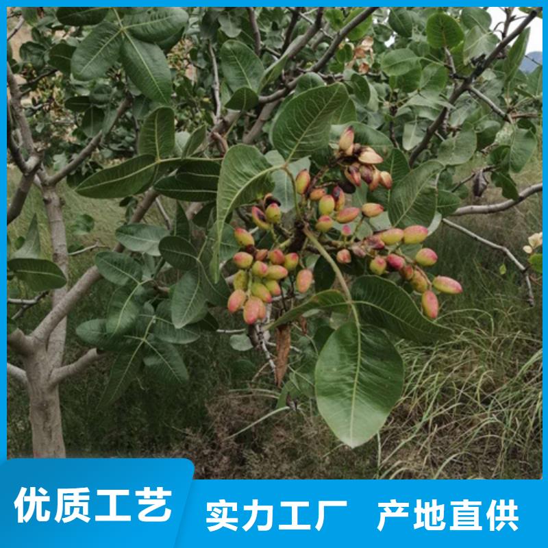 板栗苗视频-西藏日喀则市轩园板栗苗可服务区域吉隆|仲巴|拉萨|山南|昌都|林芝等