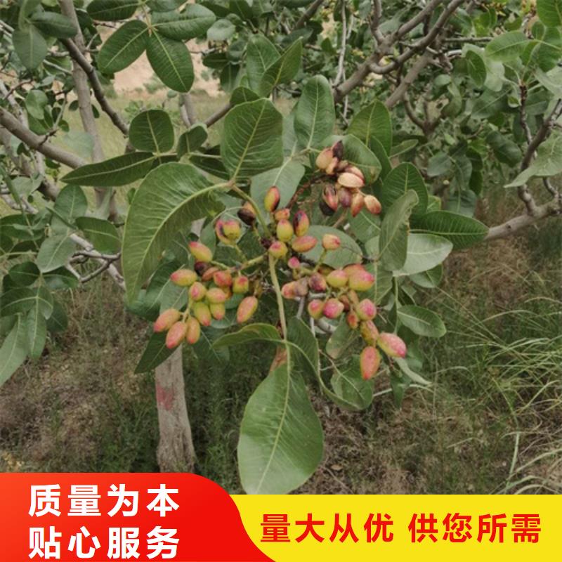板栗苗视频-西藏日喀则市轩园板栗苗可服务区域吉隆|仲巴|拉萨|山南|昌都|林芝等