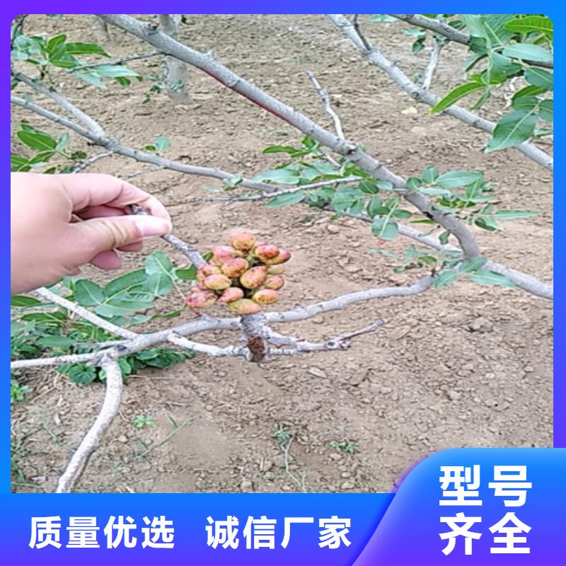 产品视频:附近《轩园》【品牌企业 开心果_樱桃苗高质量高信誉】