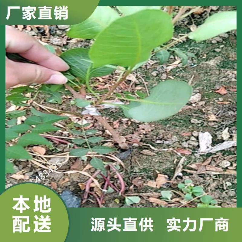 开心果苹果苗款式多样