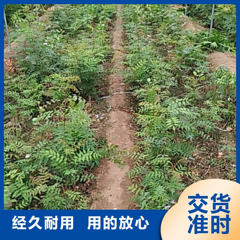 开心果玛瑙红石榴苗供应商